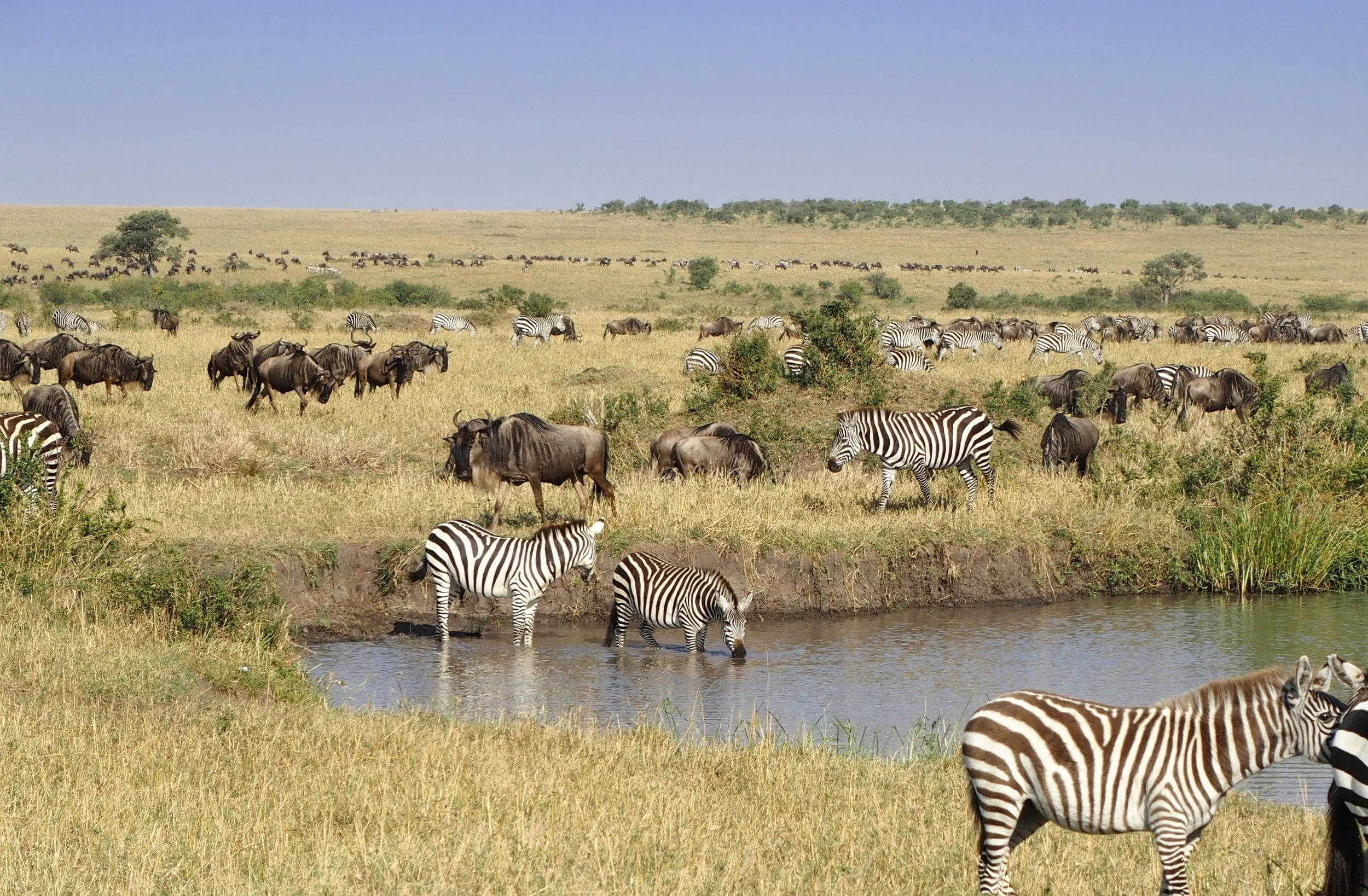 Kenya Travel Guide 2026